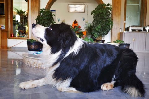 泸沽湖江南雅居客栈