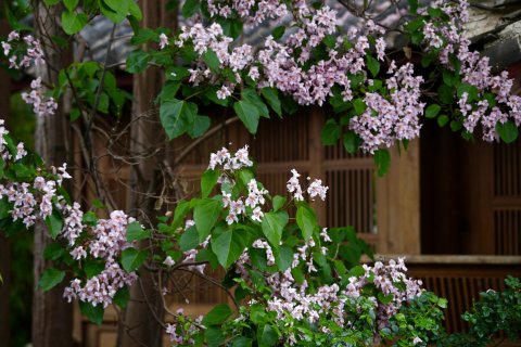 丽江吾爱堂客栈