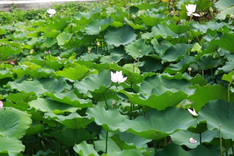 普陀山普陀小院客栈