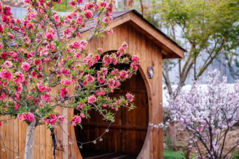 真顺·花开民宿