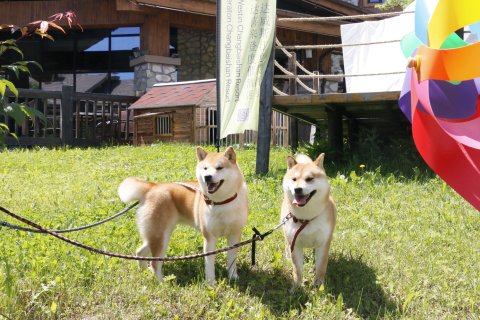 长白山万达威斯汀度假酒店