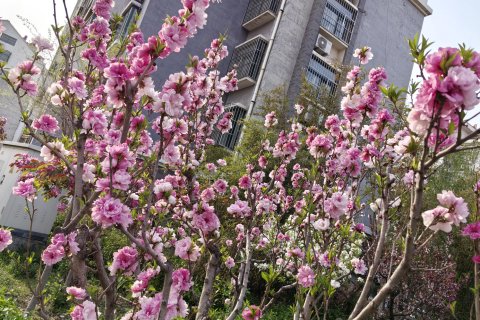 温莎安可酒店(青州大润发店)