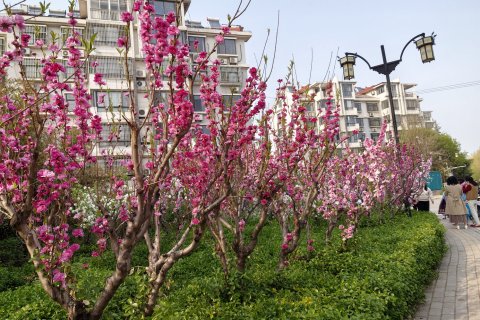 温莎安可酒店(青州大润发店)