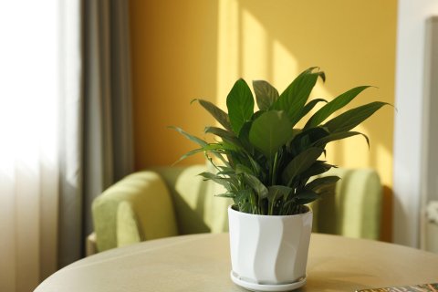 顺辉芭登印象酒店(江油高铁站店)