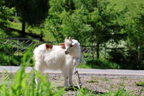 喀纳斯白桦林度假酒店
