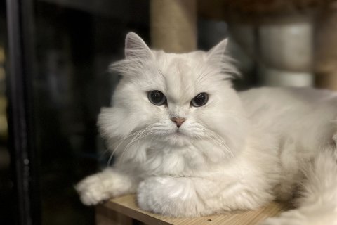 大理璞岸·静心RELAX·苍山落日观景花园民宿(洱海龙龛码头店)