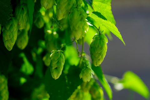 额尔古纳蒙古包游多多客栈