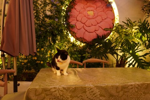 茶马古道客栈(丽江古城四方街店)