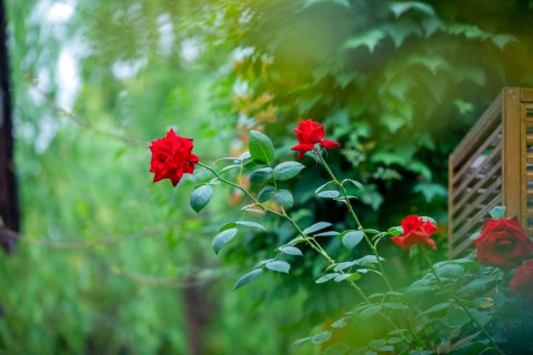 偶遇江南 | 黛瓦花境中式古韵庭院雅居民宿(周庄古镇景区内店)