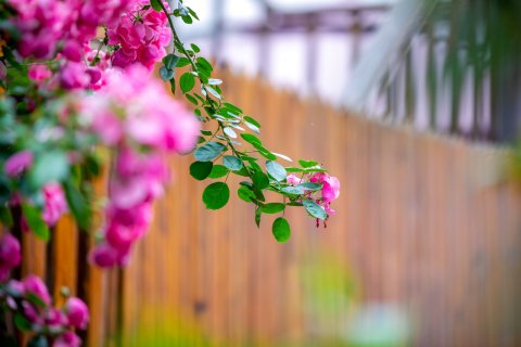 偶遇江南 | 黛瓦花境中式古韵庭院雅居民宿(周庄古镇景区内店)