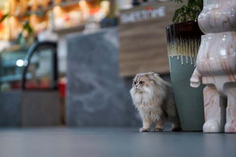 斯维登度假公寓(龙海招商卡达凯斯店)