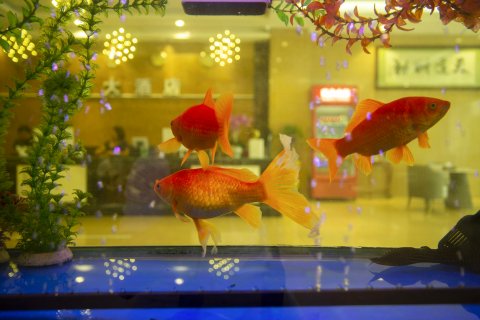 憬泰大酒店(西双版纳勐腊汽车客运站店)