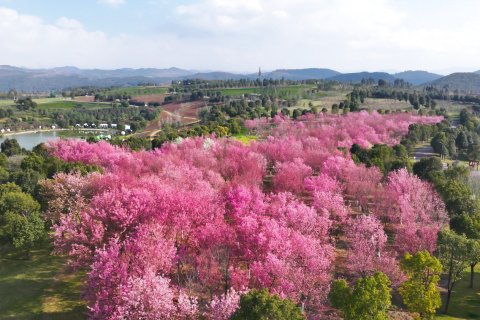 弥勒太平湖森林木屋酒店