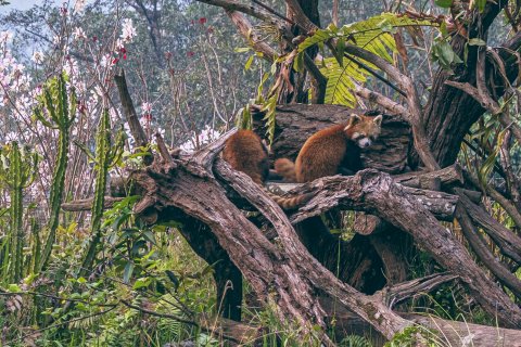 普洱小熊猫庄园