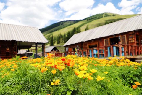 喀纳斯泰加民宿