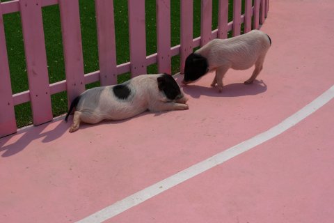 渔岛菲奢尔森泽苑