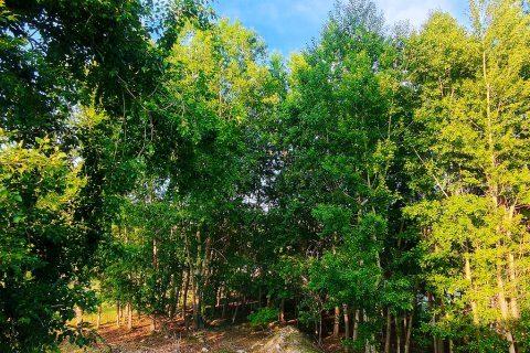 特克斯县归园田居