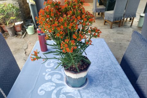 防城港观海客栈(簕山古村渔村店)