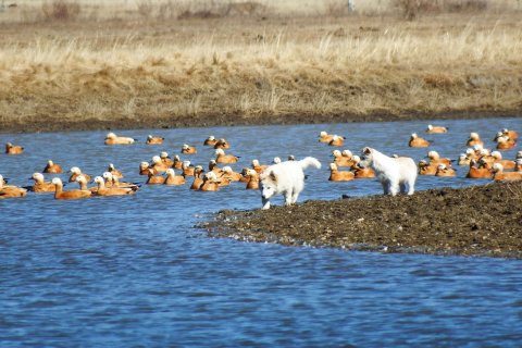 红原虎头山安多部落民族风情村