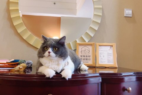 江门新会碧桂园凤悦凤凰酒店(万达广场店)