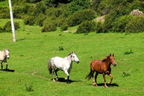 力赛村拉姆民宿