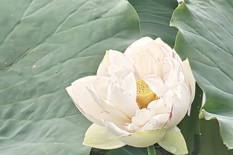 普者黑品乡阁和院美宿(青龙山码头店)