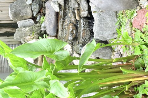 沙溪古镇花生民宿