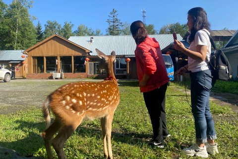 鹿园客栈(长白山黄松蒲检票大厅店)