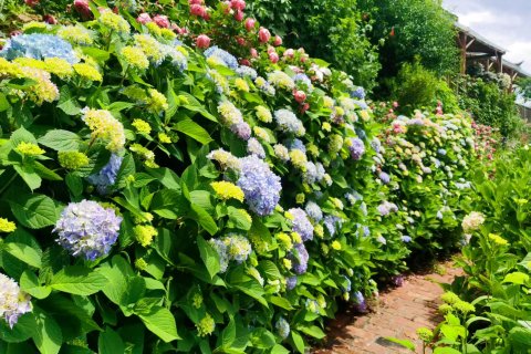 泸沽湖大嘴窝窝客栈