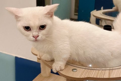 青岛海泉湾皇冠假日度假酒店