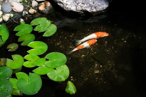 鼓浪屿鼓新公馆(三丘田码头店)