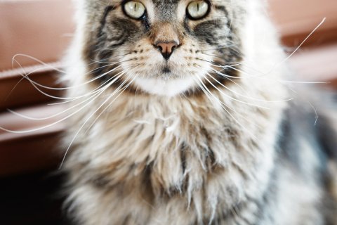 香格里拉懒猫客栈(独克宗古城店)