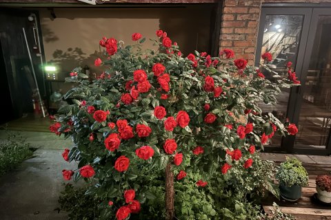 香格里拉懒猫客栈(独克宗古城店)