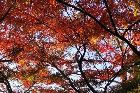 皇后饭店(莫干山风景区店)