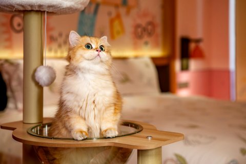 西安临潼悦椿温泉酒店