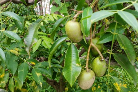 西双版纳皇冠大酒店