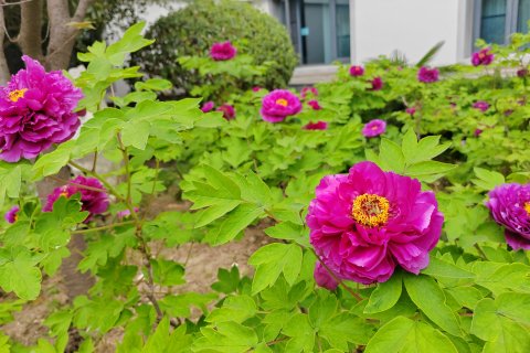 项城莲花迎宾馆