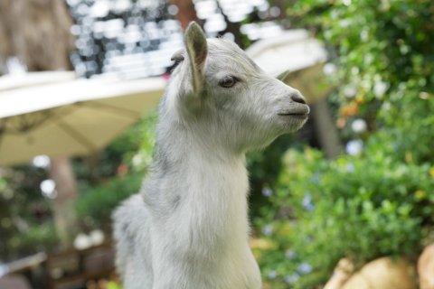 贵阳铂尔曼大酒店(甲秀楼鸿通城购物中心店)