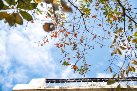 鼓浪屿莫奈花园咖啡音乐别墅酒店(三丘田码头店)