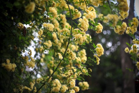 杭州印象·林隐民宿（西湖灵隐寺店)