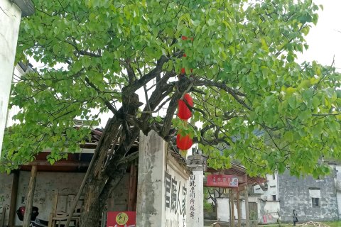 婺源庆源官厅人家客栈
