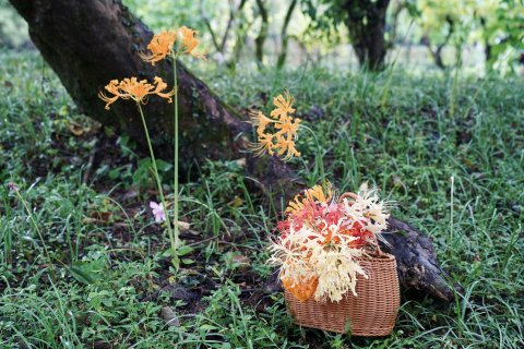 杭州西溪十里芳菲度假村落